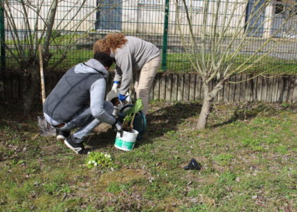 Plantation de Rhubarbe