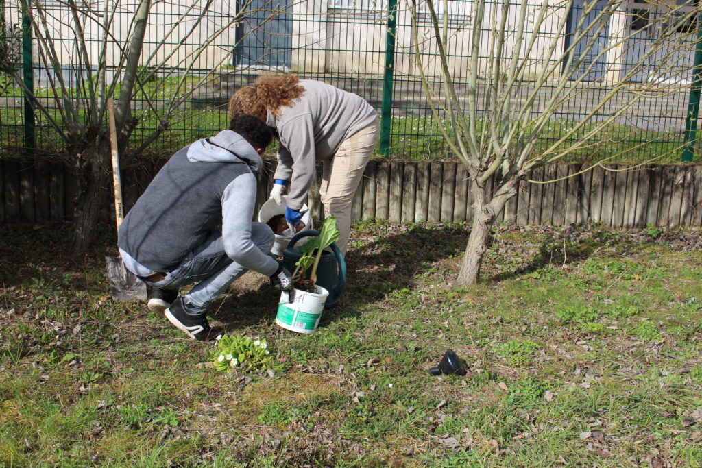 Plantation de Rhubarbe